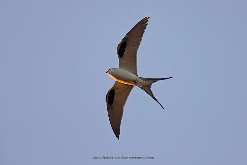 Scissor-tailed Kite - Chelictinia riocourii