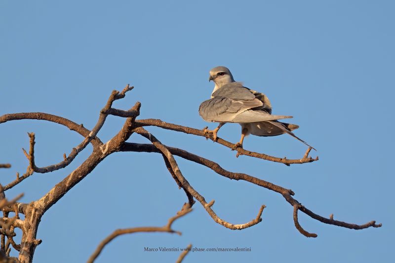 Scissor-tailed Kite - Chelictinia riocourii
