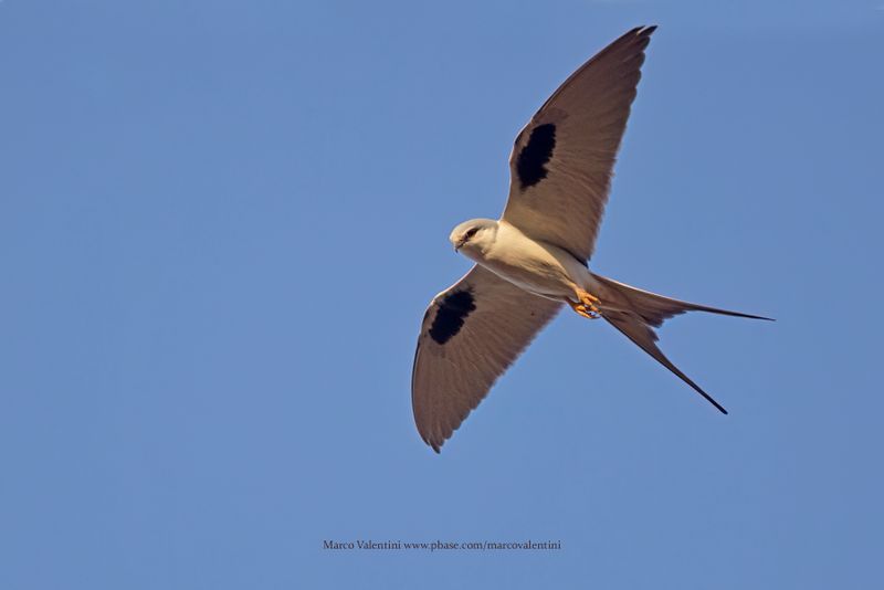 Scissor-tailed Kite - Chelictinia riocourii