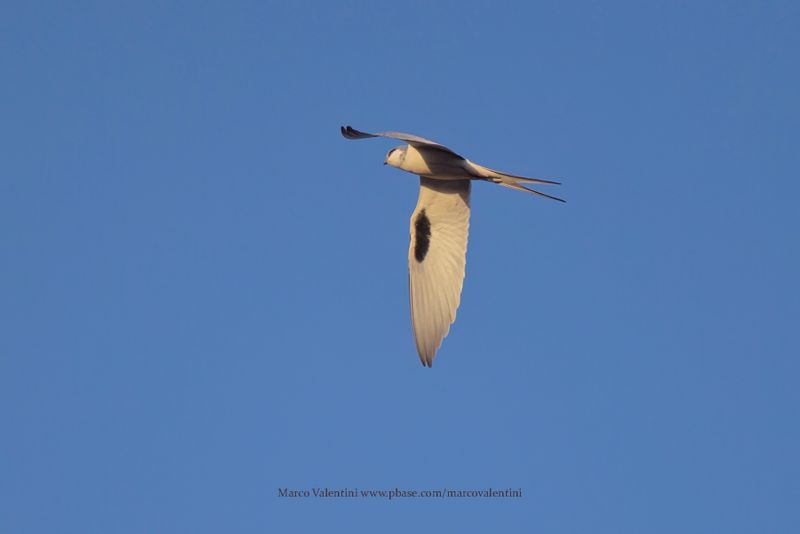 Scissor-tailed Kite - Chelictinia riocourii
