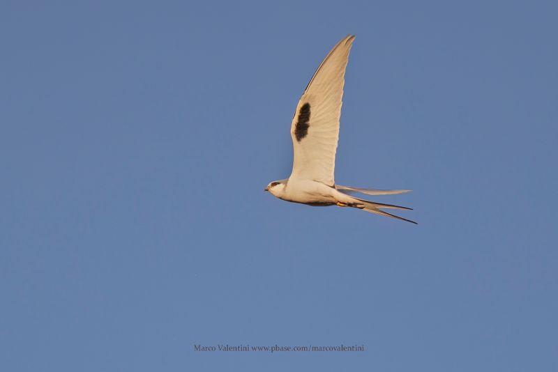 Scissor-tailed Kite - Chelictinia riocourii