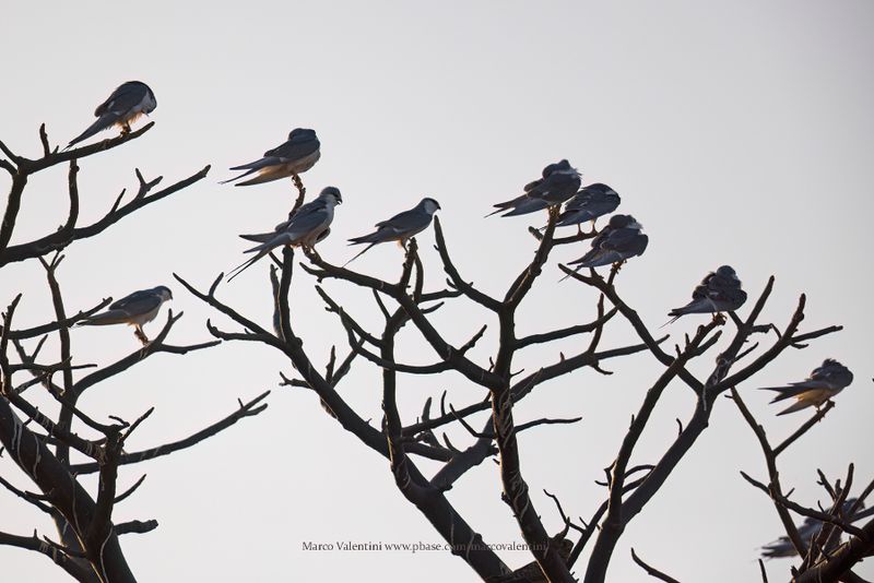 Scissor-tailed Kite - Chelictinia riocourii