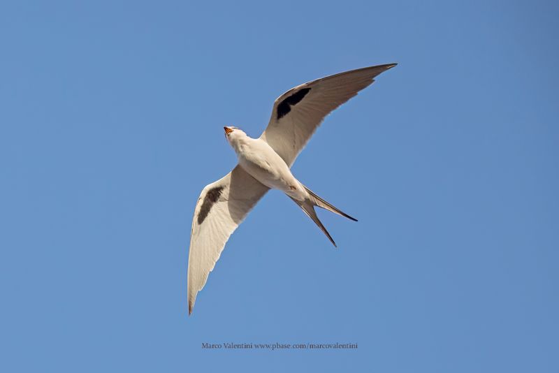 Scissor-tailed Kite - Chelictinia riocourii