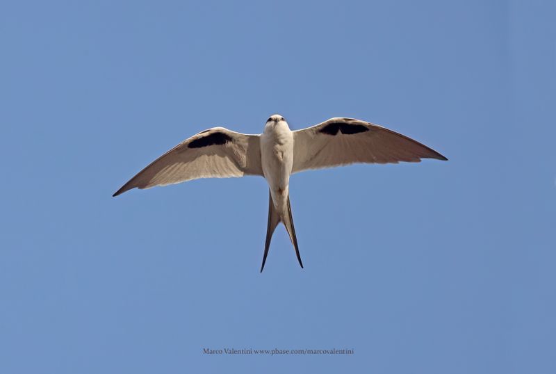 Scissor-tailed Kite - Chelictinia riocourii