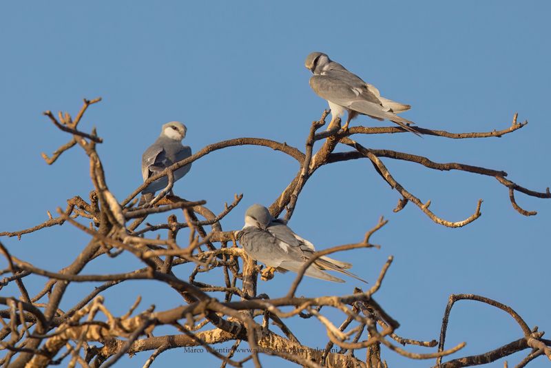 Scissor-tailed Kite - Chelictinia riocourii
