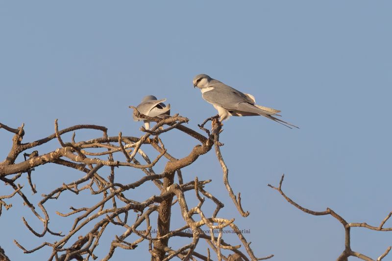 Scissor-tailed Kite - Chelictinia riocourii