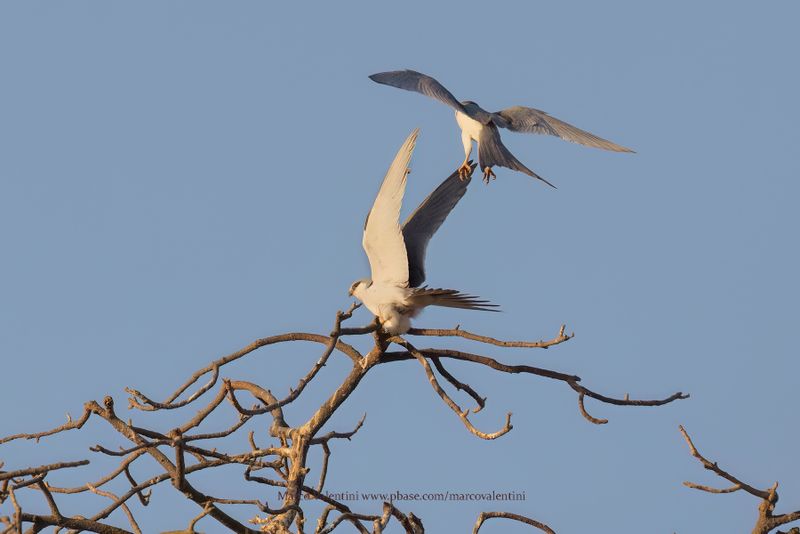Scissor-tailed Kite - Chelictinia riocourii
