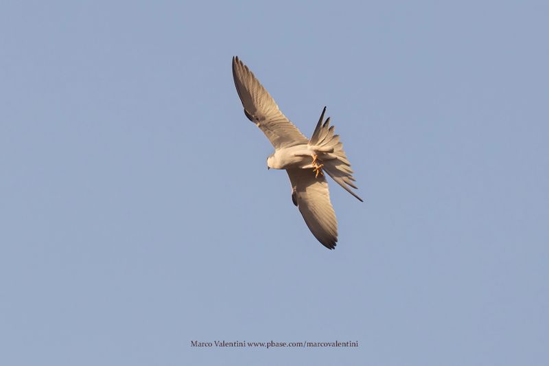 Scissor-tailed Kite - Chelictinia riocourii