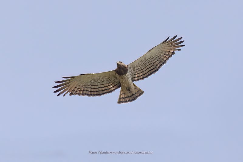 Beaudouin's Snake-Eagle - Circaetus beaudouini