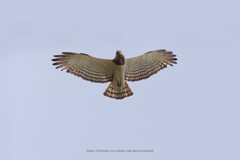 Beaudouin's Snake-Eagle - Circaetus beaudouini