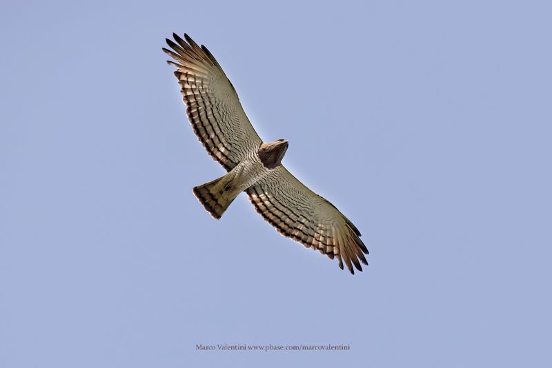 Beaudouin's Snake-Eagle - Circaetus beaudouini