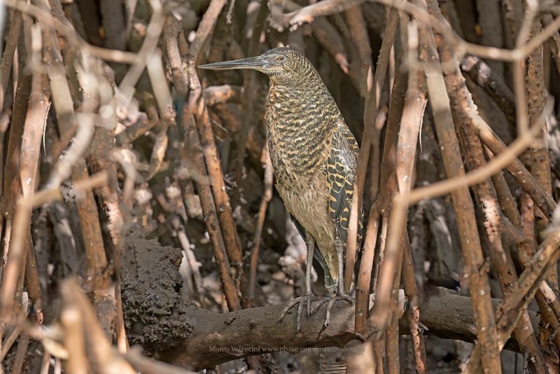 White-crested Tiger-Heron - Tigriornis leucolopha