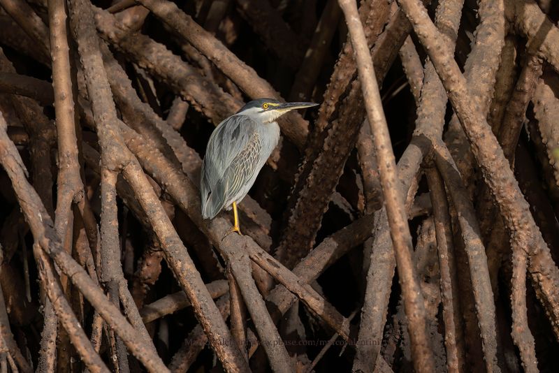 Striated heron - Butorides striatus