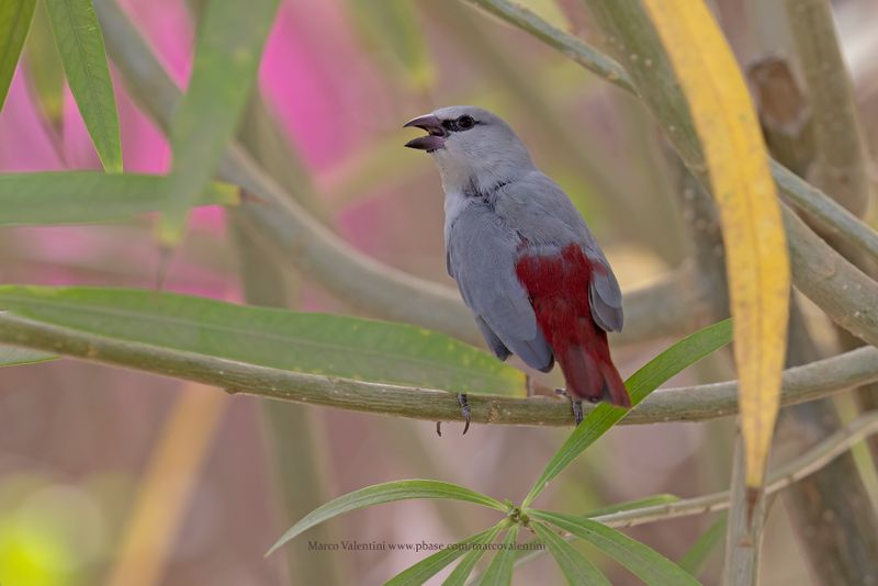 Lavender Waxbill - Glaucestrilda caerulescens