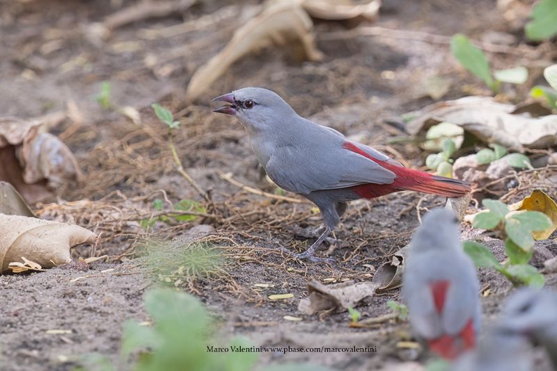 Lavender Waxbill - Glaucestrilda caerulescens