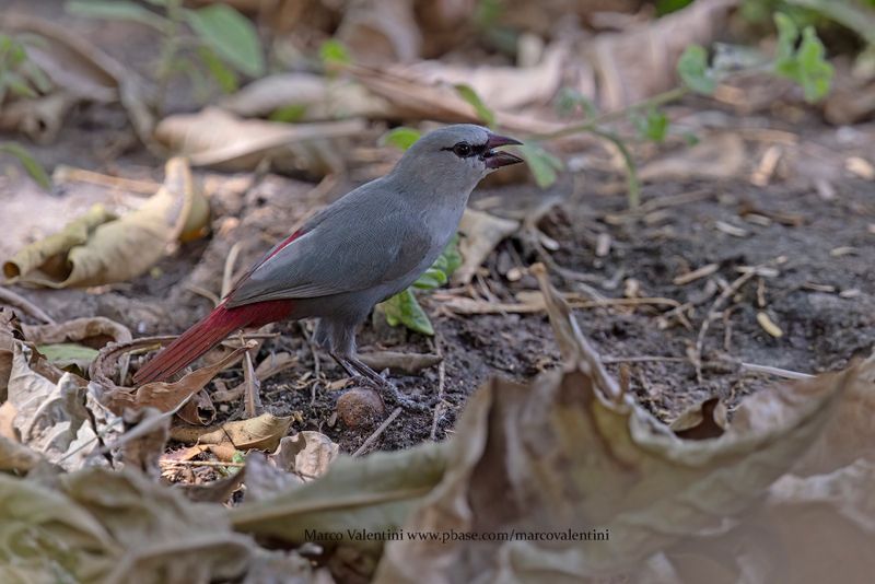 Lavender Waxbill - Glaucestrilda caerulescens