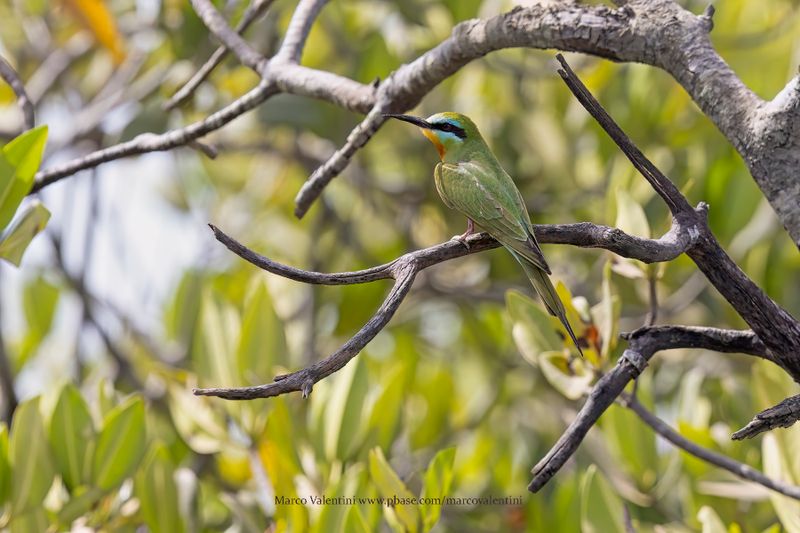 Blue-cheeked Bee-eater - Merops persicus