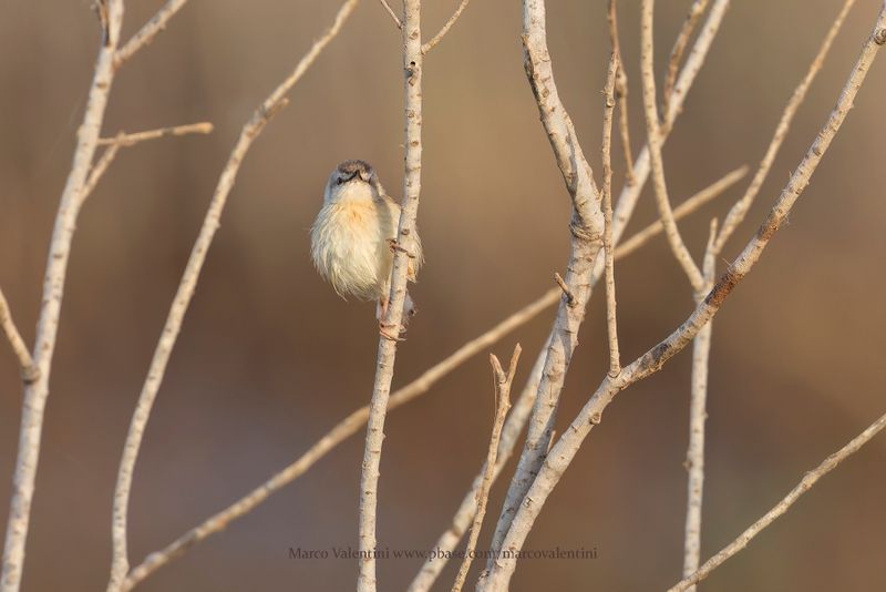 River Prinia - Prinia fluviatilis