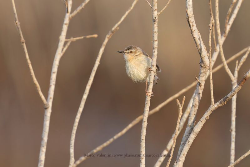 River Prinia - Prinia fluviatilis
