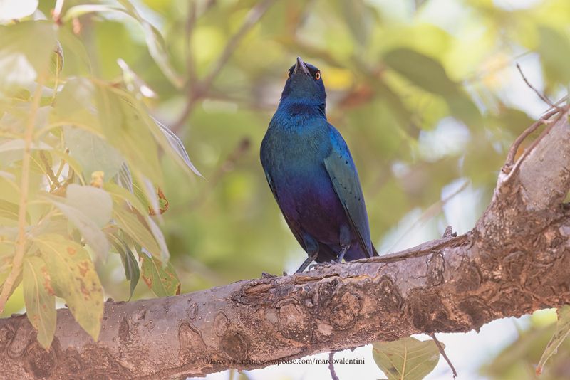 Lesser Blue-eared Starling - Lamprotornis chloropterus