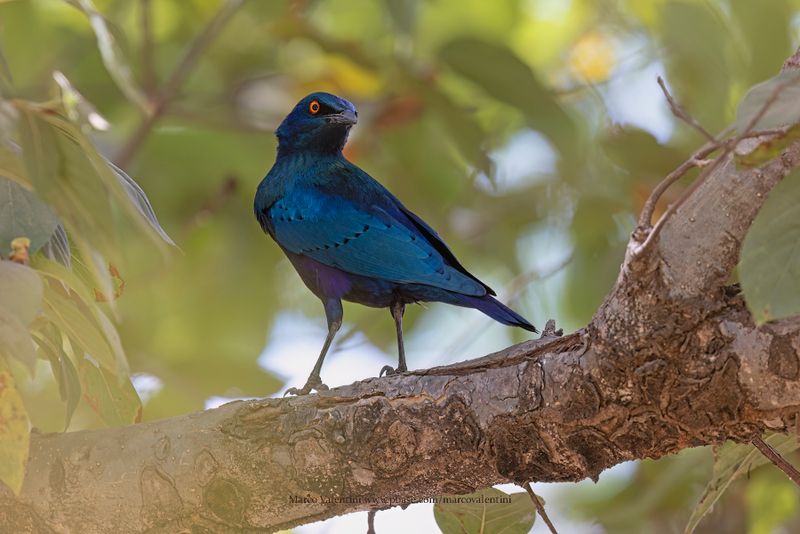Lesser Blue-eared Starling - Lamprotornis chloropterus