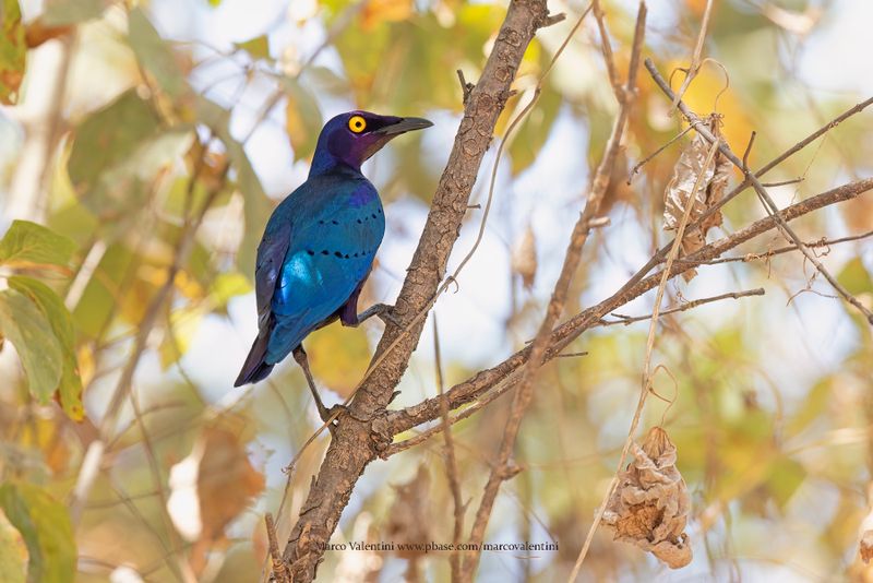 Purple Starling - Lamprotornis purpureus