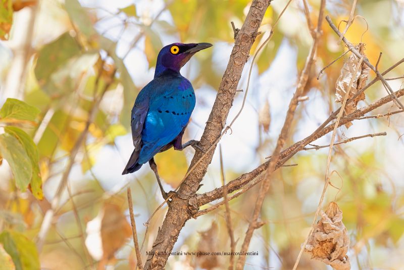 Purple Starling - Lamprotornis purpureus