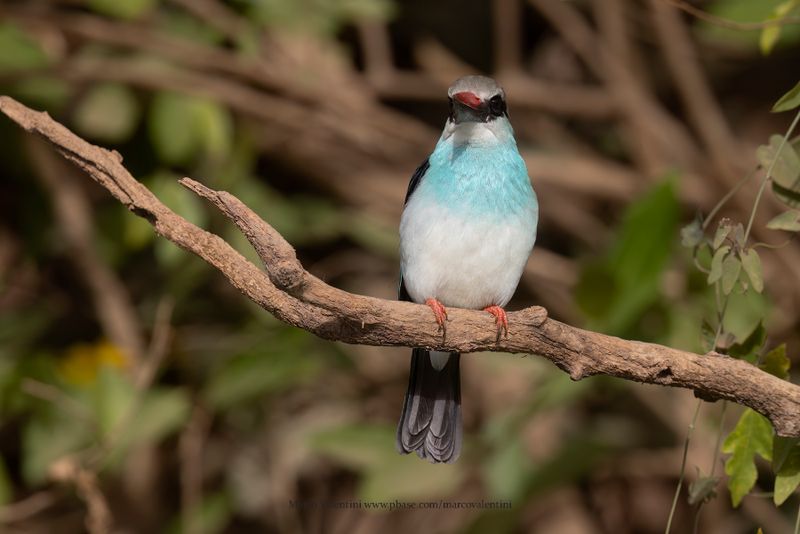Blue-breasted Kingfisher - Halcyon malimbica