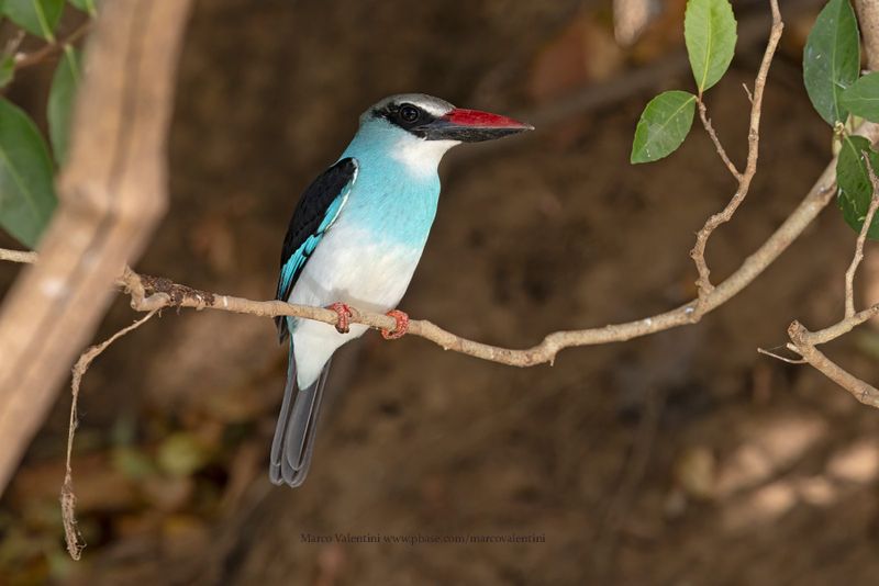 Blue-breasted Kingfisher - Halcyon malimbica