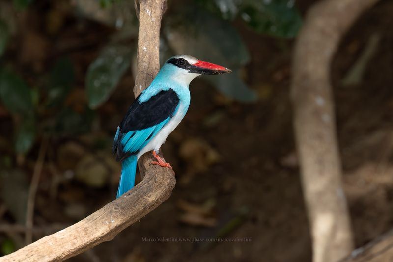 Blue-breasted Kingfisher - Halcyon malimbica