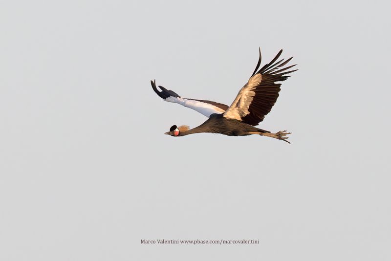 Black Crowned crane - Balearica pavonina