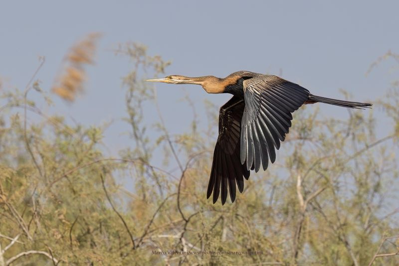 African darter - Anhinga rufa