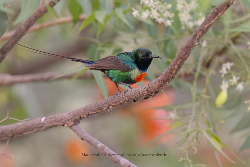 Beautiful Sunbird - Cinnyris pulchellus