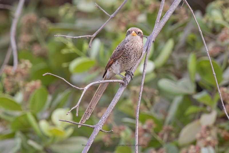 Yellow-billed Shrike - Lanius corvinus