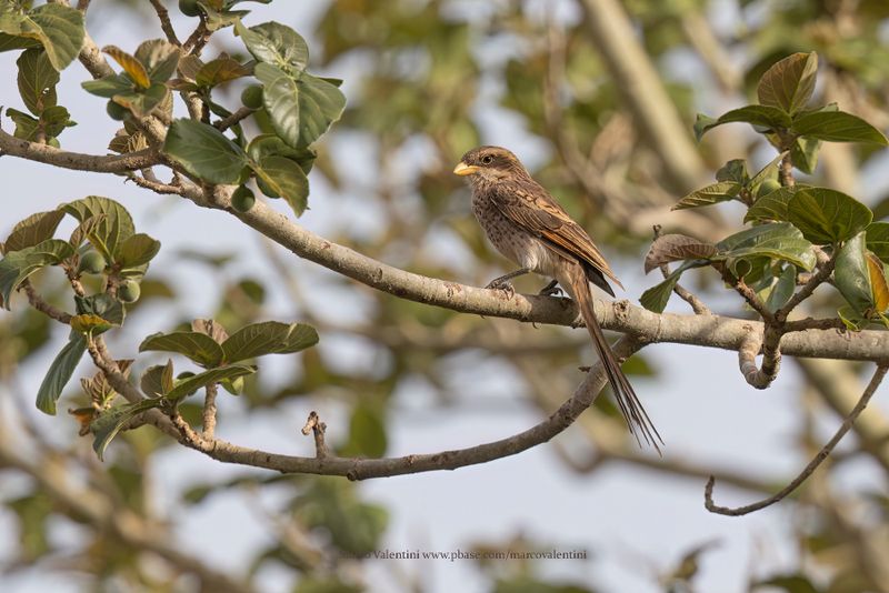 Yellow-billed Shrike - Lanius corvinus