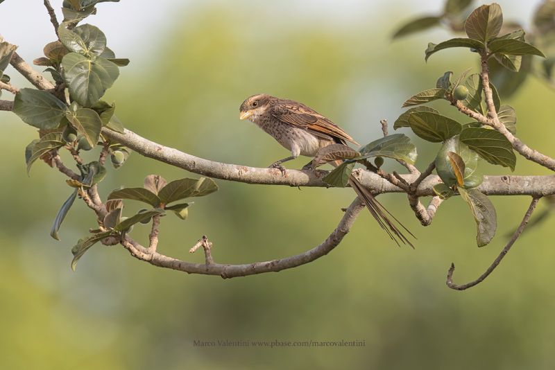 Yellow-billed Shrike - Lanius corvinus