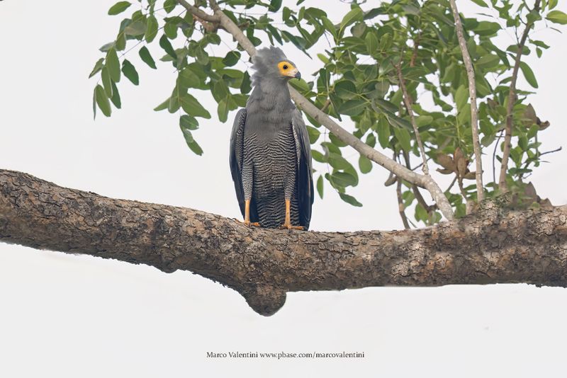 African Harrier Hawk - Polyboroides typus