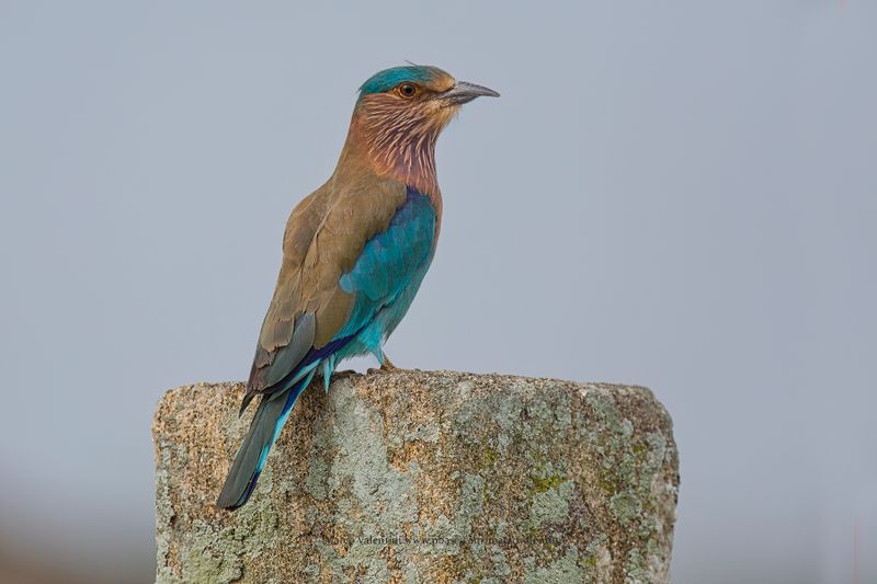 Indian Roller - Coracias benghalensis