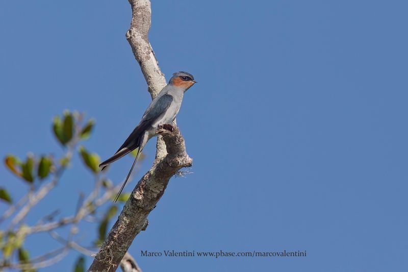 Crested Treeswift - Hemiprocne coronata