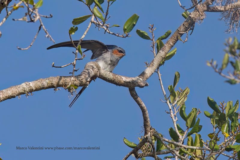Crested Treeswift - Hemiprocne coronata
