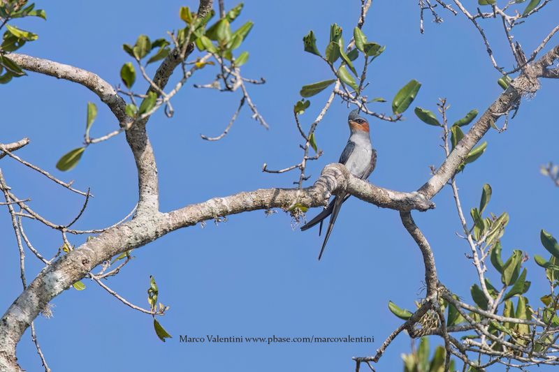 Crested Treeswift - Hemiprocne coronata