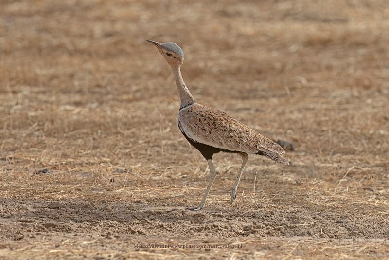 Savile's Bustard - Lophotis savilei