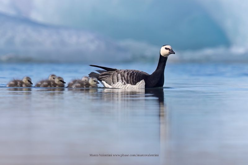 Barnacle goose - Branta leucopsis
