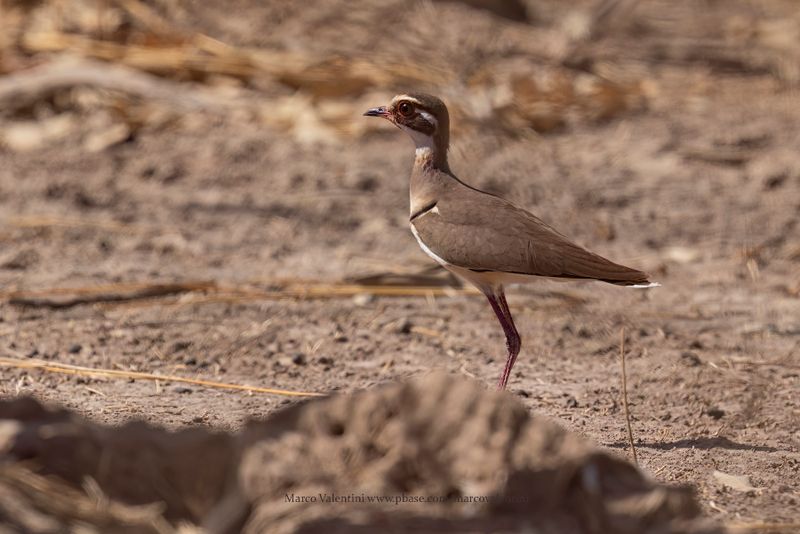 Bronze-winged Courser - Rhinoptilus chalcopterus