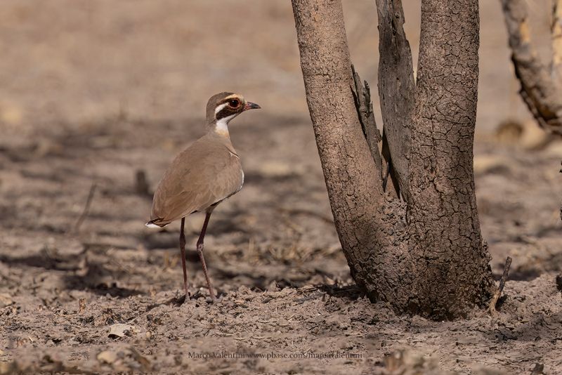 Bronze-winged Courser - Rhinoptilus chalcopterus
