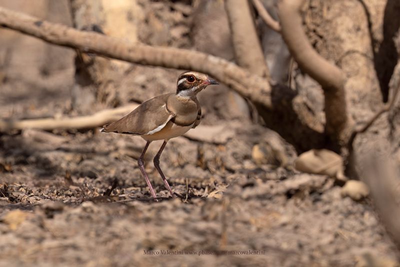 Bronze-winged Courser - Rhinoptilus chalcopterus