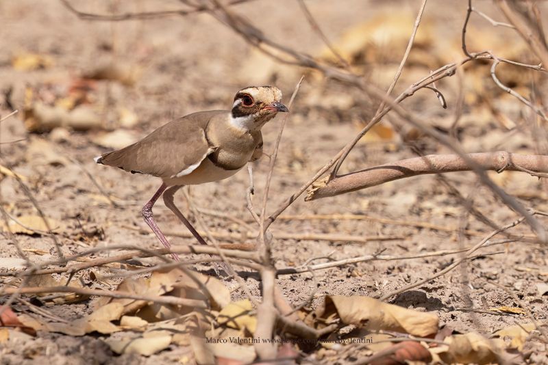 Bronze-winged Courser - Rhinoptilus chalcopterus
