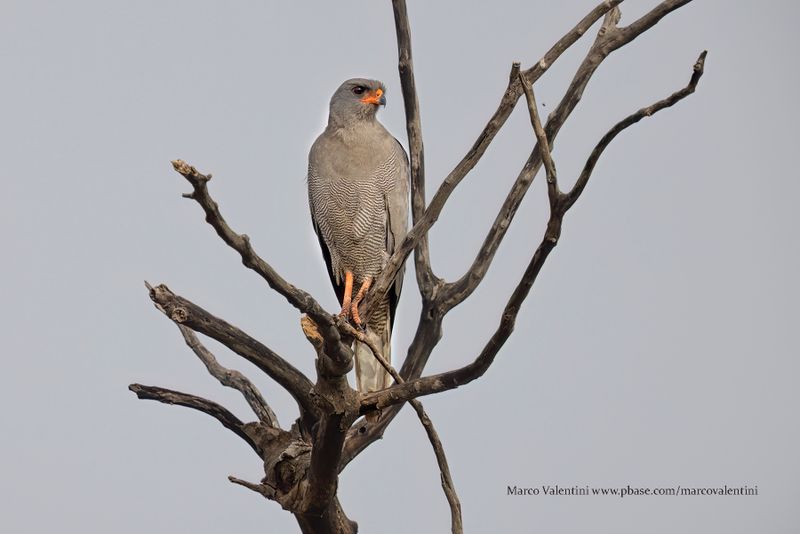 Dark Chanting Goshawk - Melierax metabates