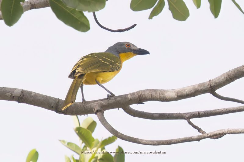Gray-headed Bushshrike - Malaconotus blanchoti