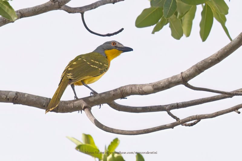 Gray-headed Bushshrike - Malaconotus blanchoti